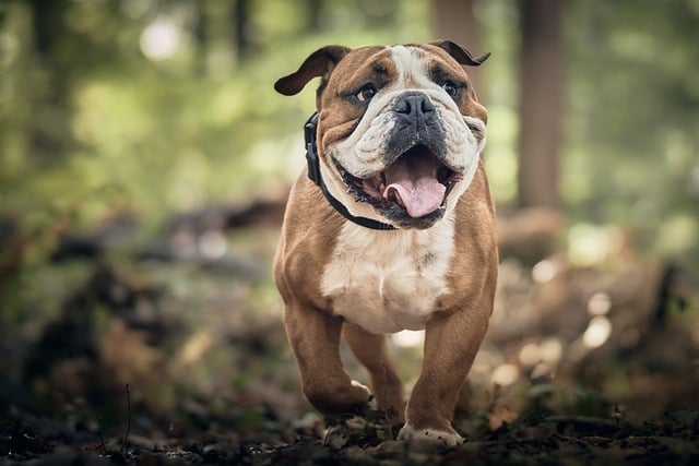 Glucosamine voor honden: hoe het kan helpen bij gewrichtsproblemen